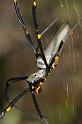Nephila_pilipes_D2732_Z_80_-_Australie