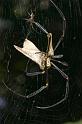 Nephila_pilipes_D2733_Z_79_-_Australie
