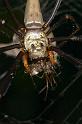 Nephila_pilipes_D2734_Z_82_-_Australie