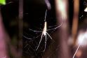 Nephila_pilipes_F1839_Z_75_Litchfield_Australie