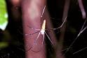 Nephila_pilipes_F1840_Z_77_Litchfield_Australie