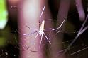 Nephila_pilipes_F1841_Z_75_Litchfield_Australie