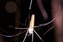 Nephila_pilipes_F1842_Z_78_Litchfield_Australie