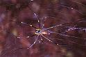 Nephila_pilipes_F1843_Z_85_Litchfield_Australie