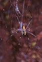 Nephila_pilipes_F1844_Z_75_Litchfield_Australie
