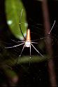 Nephila_pilipes_F1845_Z_75_Litchfield_Australie