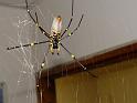 Nephila_pilipes_F2014_Z_90_-_Australie