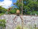 Nephila_plumipes_D3140_Z_90_Sydney_Australie