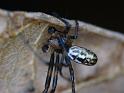 Nephila_plumipes_D6480_Z_85_Brisbane_Australie