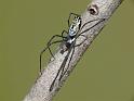 Nephila_plumipes_D6585_O_88_Brisbane_Australie