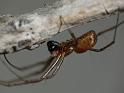 Nephila_plumipes_D6715_Z_88_Brisbane_Australie