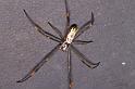 Nephila_plumipes_D8025_Z_90_Brisbane_Australie
