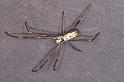 Nephila_plumipes_D8026_Z_90_Brisbane_Australie