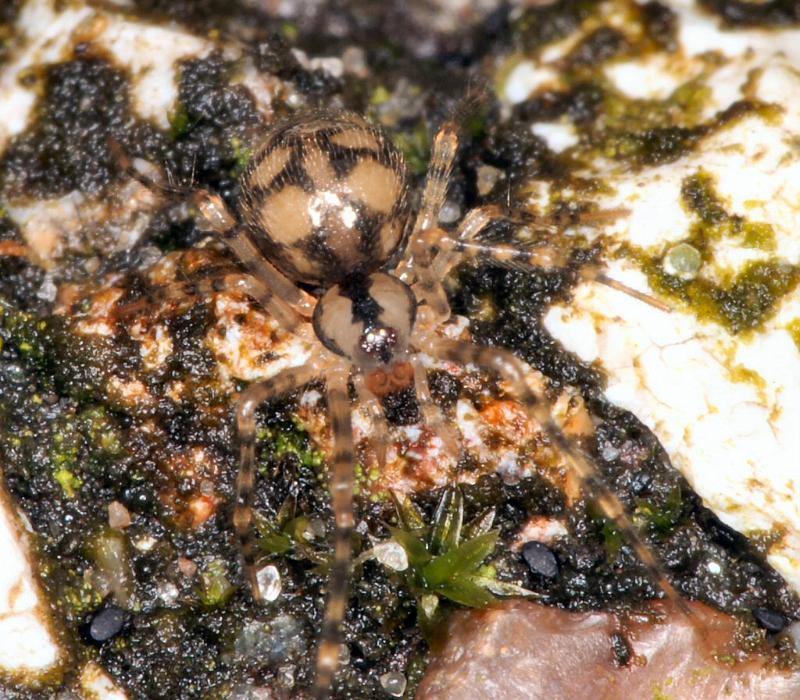 Nesticus_cellulanus_D2885_Z_88_Badhoevedorp_Nederland.jpg