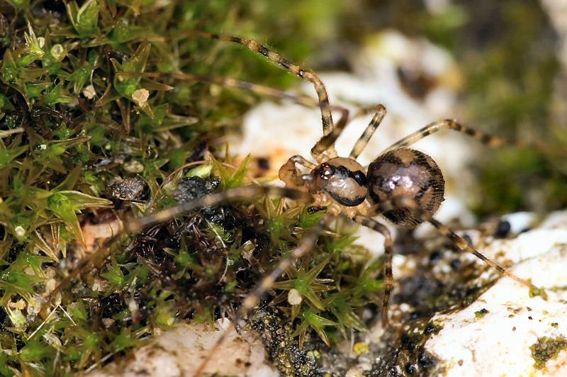 Nesticus_cellulanus_D2887_Z_85_Badhoevedorp_Nederland.jpg