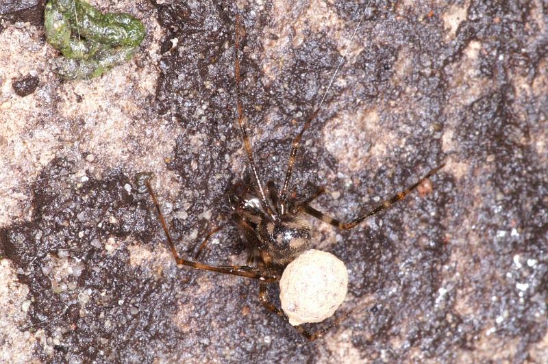 Nesticus_cellulanus_D3747_Z_82_Badhoevedorp_Nederland.jpg