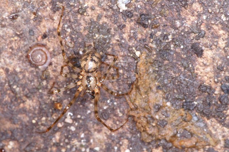 Nesticus_cellulanus_D3748_Z_85_Badhoevedorp_Nederland.jpg