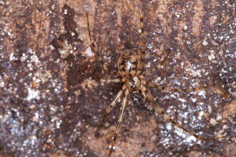 Nesticus_cellulanus_D3749_Z_82_Badhoevedorp_Nederland.jpg