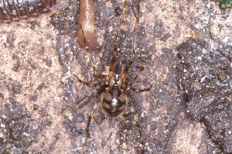 Nesticus_cellulanus_D3750_Z_84_Badhoevedorp_Nederland.jpg