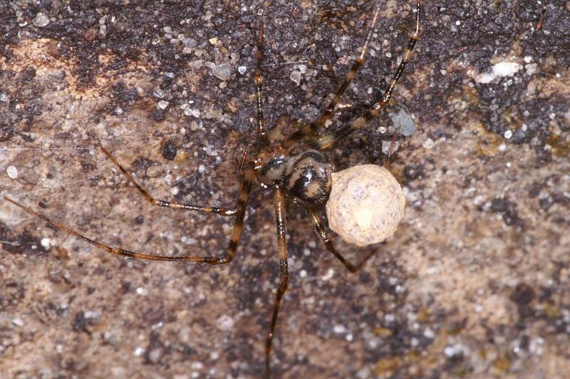 Nesticus_cellulanus_D3752_Z_87_Badhoevedorp_Nederland.jpg