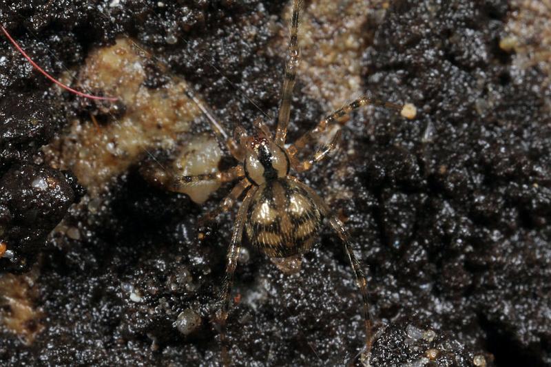 Nesticus_cellulanus_D7360_Z_87_Badhoevedorp_Nederland.jpg