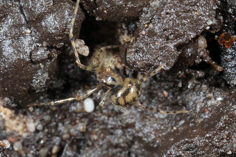 Nesticus_cellulanus_D7361_Z_88_Badhoevedorp_Nederland.jpg