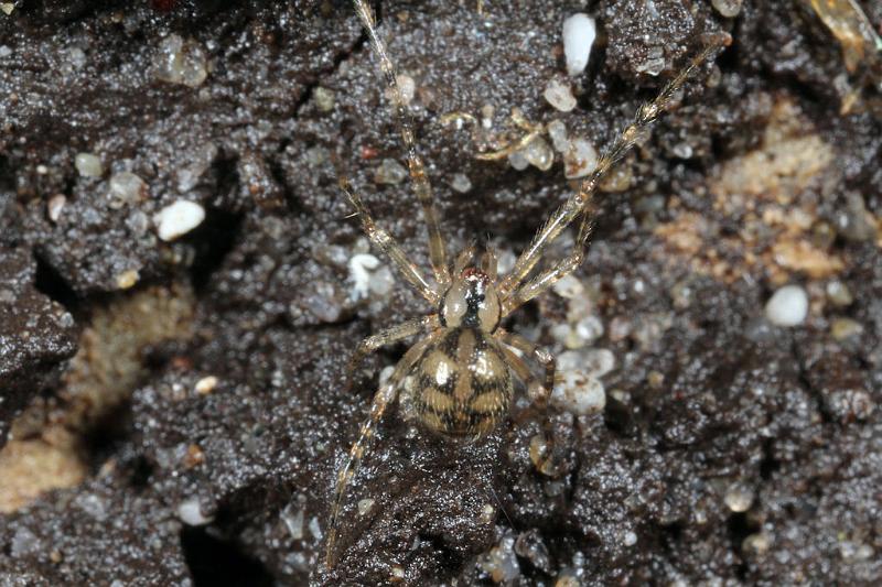 Nesticus_cellulanus_D7362_Z_88_Badhoevedorp_Nederland.jpg