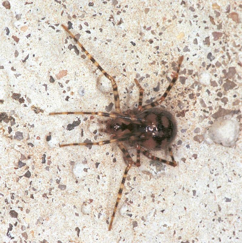 Nesticus_cellulanus_F2075_Z_82_Badhoevedorp_Nederland.jpg