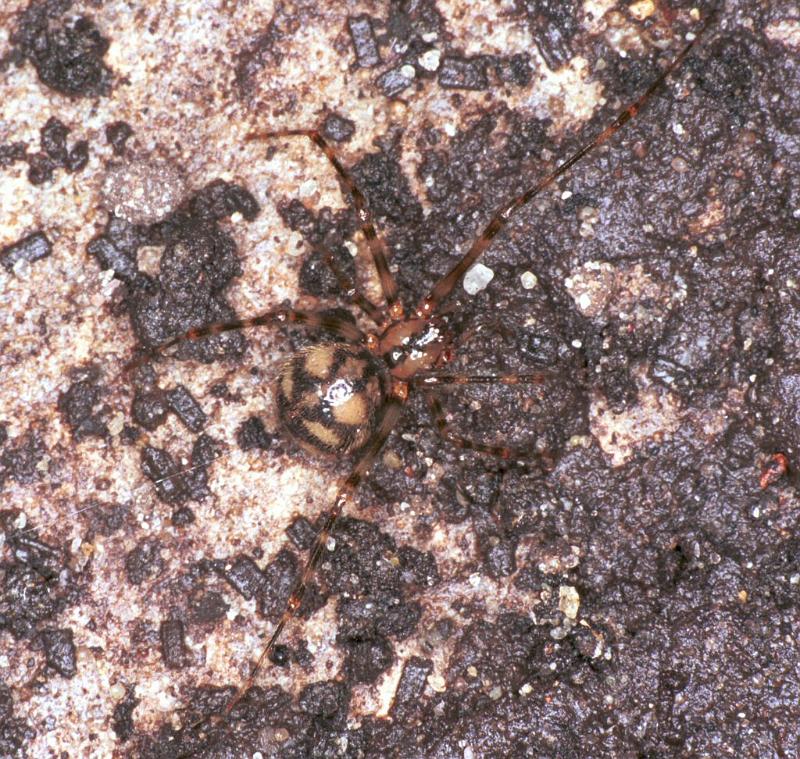 Nesticus_cellulanus_F2076_Z_85_Badhoevedorp_Nederland.jpg