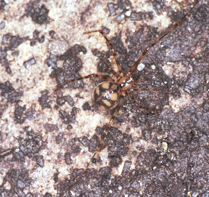 Nesticus_cellulanus_F2077_Z_84_Badhoevedorp_Nederland.jpg