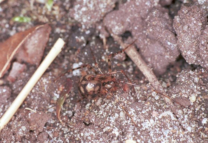 Nesticus_cellulanus_F2078_Z_83_Badhoevedorp_Nederland.jpg