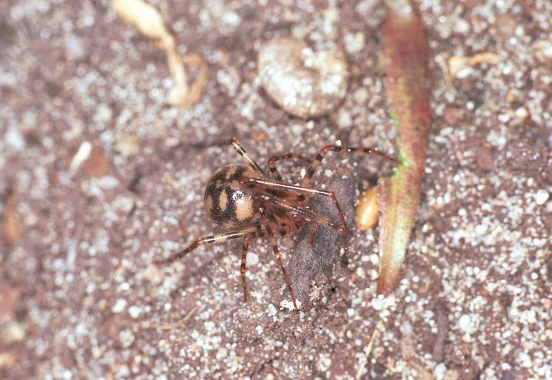 Nesticus_cellulanus_F2079_Z_75_Badhoevedorp_Nederland.jpg
