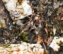 Nesticus_cellulanus_D2884_Z_86_Badhoevedorp_Nederland