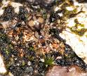Nesticus_cellulanus_D2885_Z_88_Badhoevedorp_Nederland