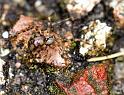Nesticus_cellulanus_D2886_Z_84_Badhoevedorp_Nederland