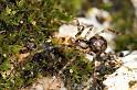 Nesticus_cellulanus_D2887_Z_85_Badhoevedorp_Nederland