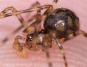 Nesticus_cellulanus_D2888_Z_87_Badhoevedorp_Nederland