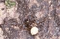 Nesticus_cellulanus_D3747_Z_82_Badhoevedorp_Nederland