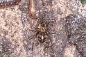 Nesticus_cellulanus_D3750_Z_84_Badhoevedorp_Nederland