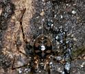 Nesticus_cellulanus_D3751_Z_84_Badhoevedorp_Nederland