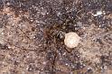 Nesticus_cellulanus_D3752_Z_87_Badhoevedorp_Nederland