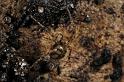 Nesticus_cellulanus_D7359_Z_86_Badhoevedorp_Nederland