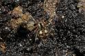 Nesticus_cellulanus_D7360_Z_87_Badhoevedorp_Nederland