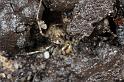 Nesticus_cellulanus_D7361_Z_88_Badhoevedorp_Nederland