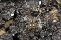 Nesticus_cellulanus_D7362_Z_88_Badhoevedorp_Nederland
