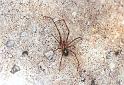 Nesticus_cellulanus_F2073_Z_79_Badhoevedorp_Nederland