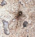 Nesticus_cellulanus_F2074_Z_85_Badhoevedorp_Nederland