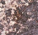 Nesticus_cellulanus_F2076_Z_85_Badhoevedorp_Nederland