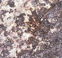 Nesticus_cellulanus_F2077_Z_84_Badhoevedorp_Nederland
