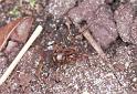 Nesticus_cellulanus_F2078_Z_83_Badhoevedorp_Nederland